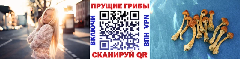 Купить  Заволжье  Галлюциногенные грибы Psilocybine cubensis 